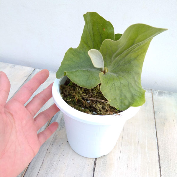 園芸ネット本店｜ビカクシダ（コウモリラン）：エレファントティス 4