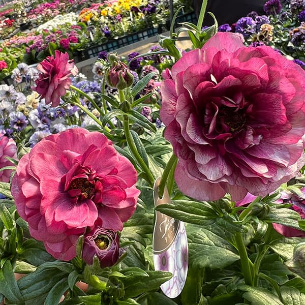 園芸ネット本店｜ラナンキュラス：ラックス ティーバ3.5-4号ポット* 3