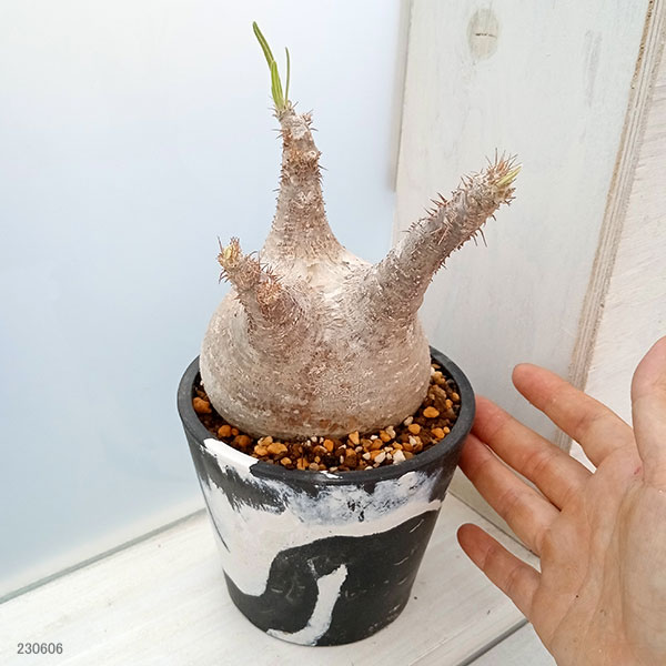 園芸ネット本店｜パキポディウム：グラキリス（発根済み株）3.5号（G29