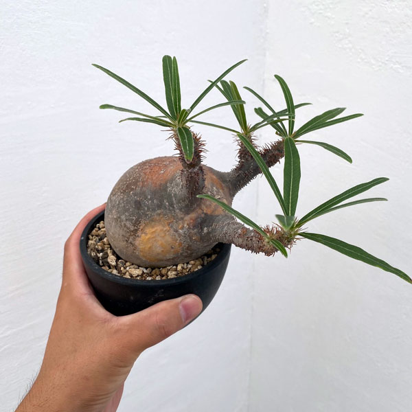 園芸ネット本店｜パキポディウム：グラキリス（発根済み株）3.5号