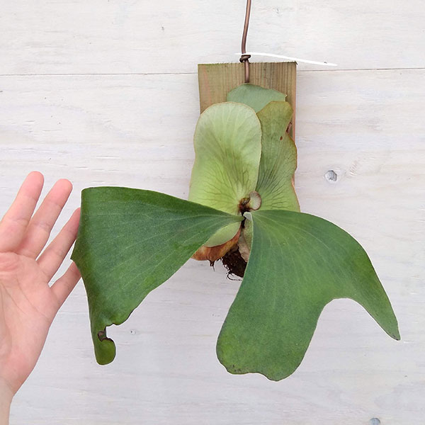 園芸ネット本店｜ビカクシダ（コウモリラン）：マダガスカリエンセ