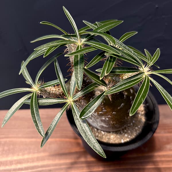 園芸ネット本店｜パキポディウム：グラキリス（発根済み株）4号 22-02