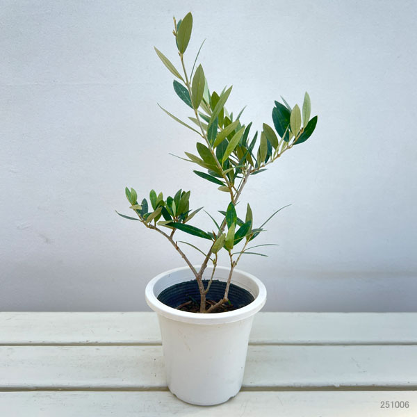 園芸ネット本店｜オリーブ：ピクアル 4号ポット の通販【公式】