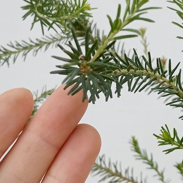 園芸ネット本店｜バンクシア：エリシフォリア（ヒースバンクシア）3.5