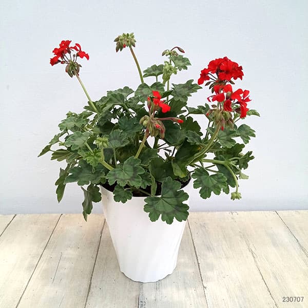 園芸ネット本店｜（わけあり特価）ゼラニウム：レッドエクスプロー