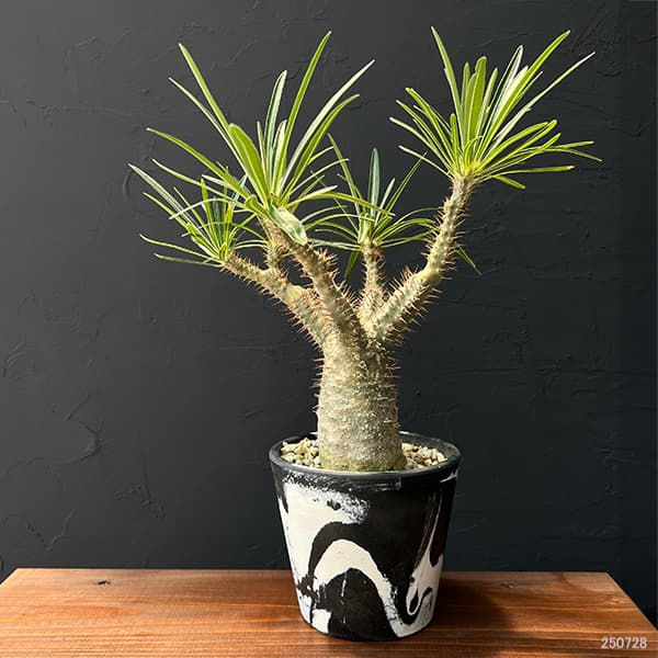 園芸ネット本店｜パキポディウム グラキリス4号 22-02 の通販【公式】