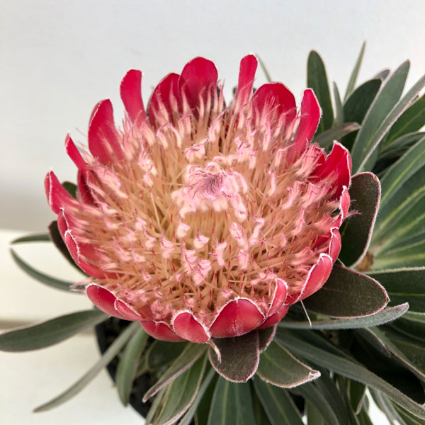 園芸ネット本店｜プロテア：スペシャルピンクアイス 5号鉢植え24-01