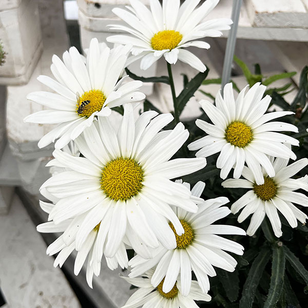 園芸ネット本店｜[26年5月中下旬予約]レウカンセマム：ミルキーウェイ