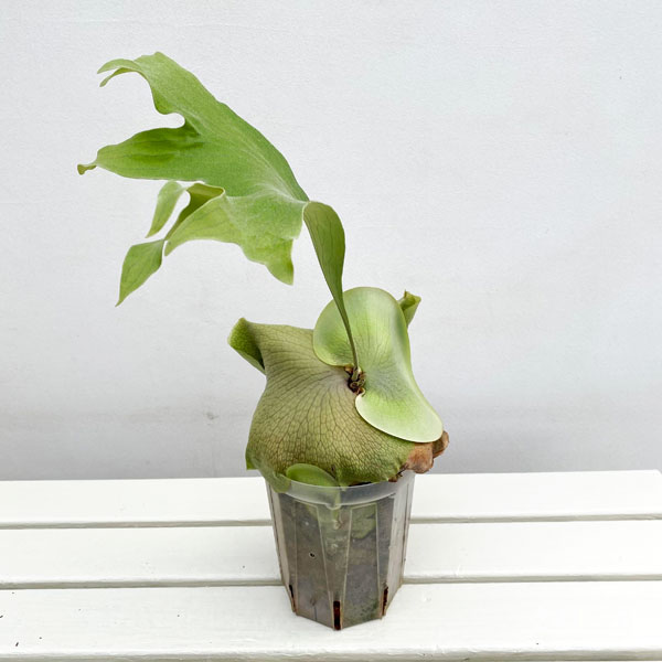 園芸ネット本店｜ビカクシダ（コウモリラン）：ヒリー タートック 5号