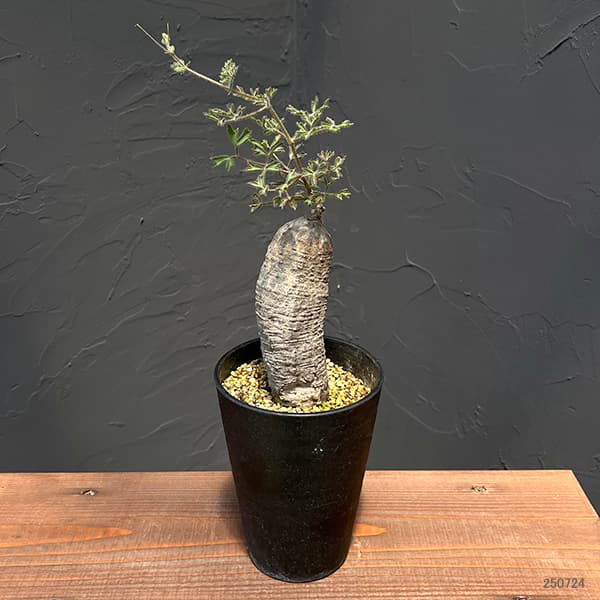 園芸ネット本店｜キフォステンマ：モンタグナッキー 4号鉢植えNo.3 の