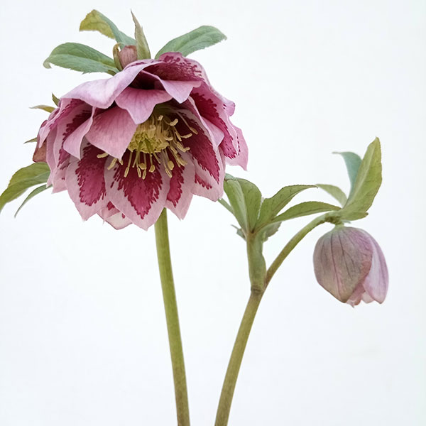 園芸ネット本店｜松村ナーセリーさんのクリスマスローズ：23-06-03