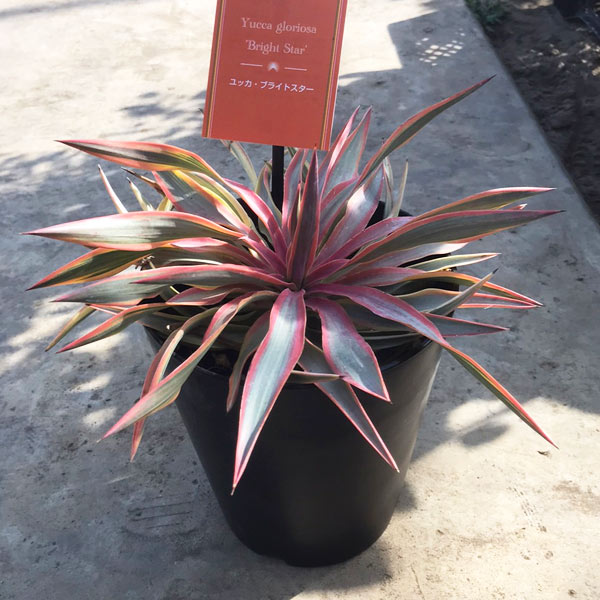 園芸ネット本店｜ユッカ：グロリオサ バリエゲイテッド ブライトスター