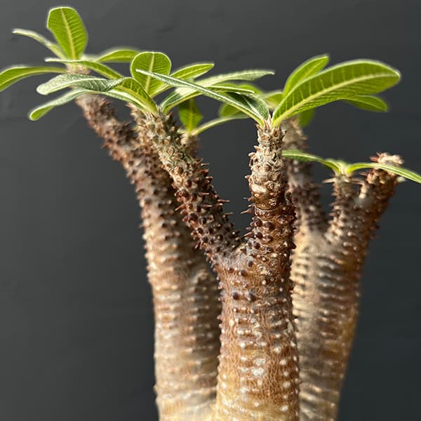 園芸ネット本店｜パキポディウム：マカイエンセ （魔界玉）4号23-01 の