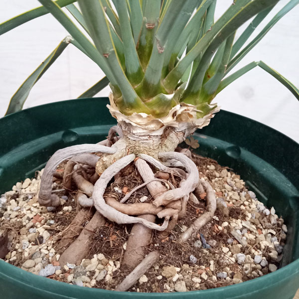 園芸ネット本店｜ユッカ：ロストラータ（ツインヘッド） 8号23-03 の