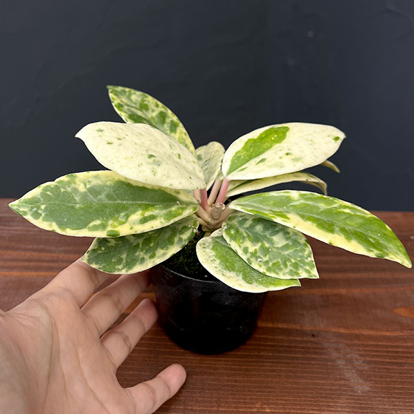 園芸ネット本店｜ホヤ：カルノーサバリエガータ マダラスノー