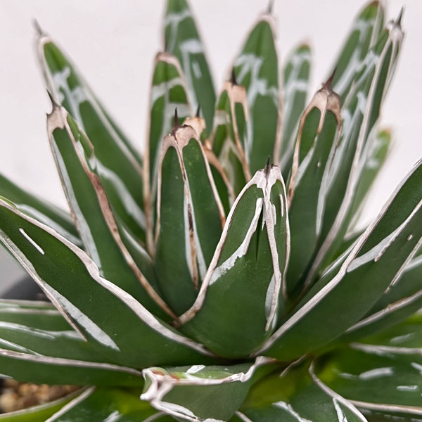 園芸ネット本店｜アガベ：笹の雪 5号23-05 の通販【公式】