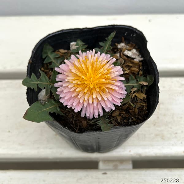 園芸ネット本店｜タンポポ：緋紅たんぽぽ3号ポット の通販【公式】