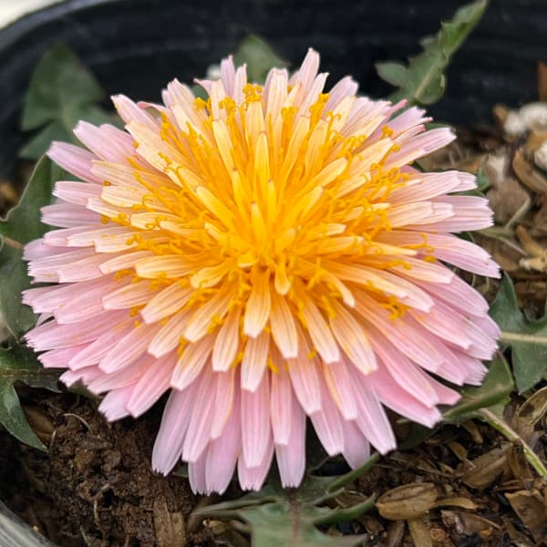 園芸ネット本店｜タンポポ：緋紅たんぽぽ3号ポット の通販【公式】