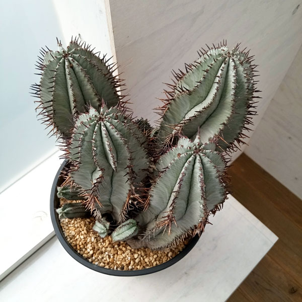 園芸ネット本店｜ユーフォルビア：ホリダ 7号鉢植え 23-01 の通販【公式】