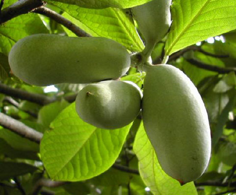 園芸ネット本店｜ポポー：ミッチェル（接木苗）5～6号ポット の通販