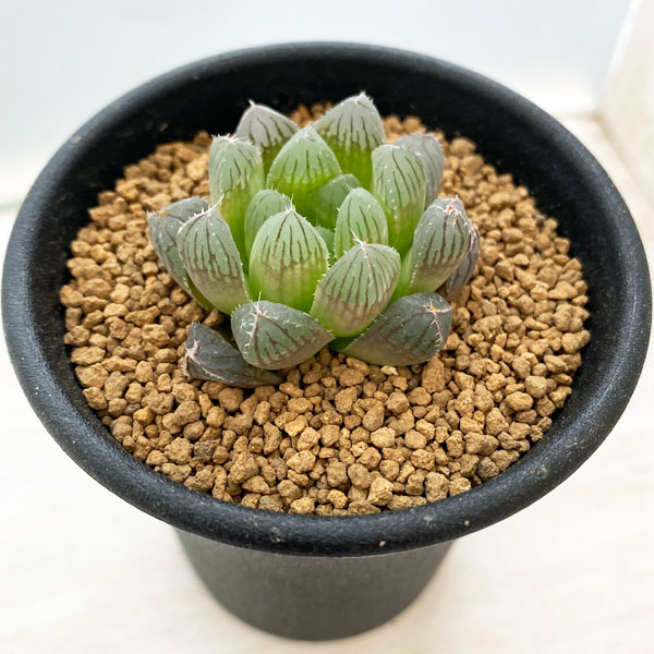 園芸ネット本店｜ハオルチア：紅雫 2.5号 の通販【公式】