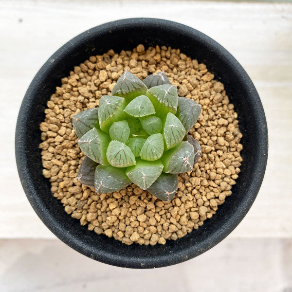 園芸ネット本店｜ハオルチア：紅雫 2.5号 の通販【公式】