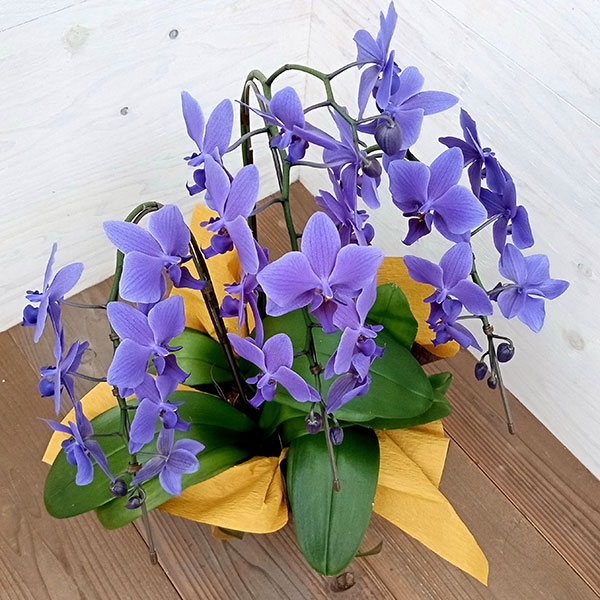 園芸ネット本店｜[ギフトに]ファレノプシス：Blue Gene（ブルージーン