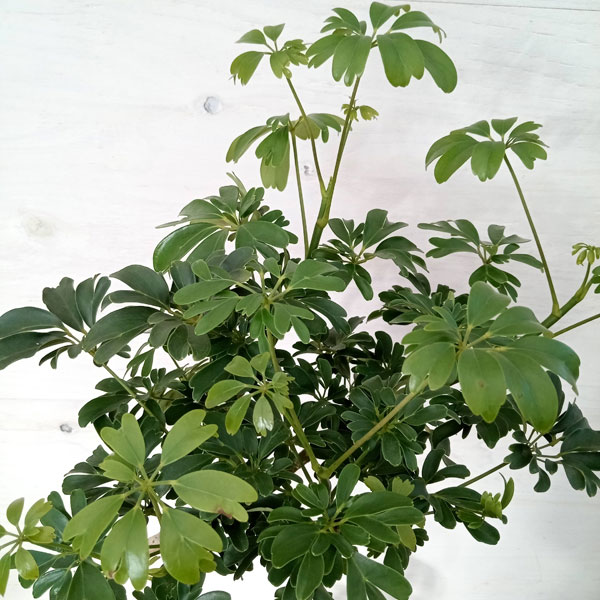 園芸ネット本店｜シェフレラ：レナータ 5号鉢植え の通販【公式】