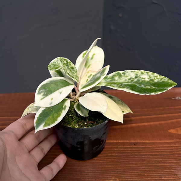 園芸ネット本店｜ホヤ：カルノーサバリエガータ マダラスノー