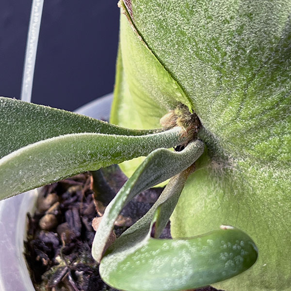 園芸ネット本店｜ビカクシダ（コウモリラン）：ウィリンキー ワイド