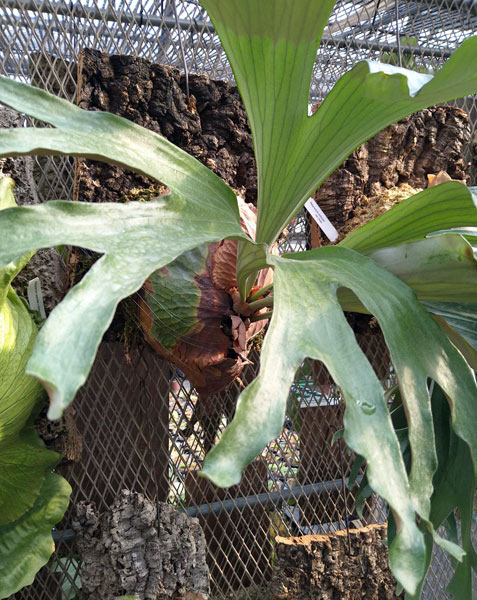 園芸ネット本店｜ビカクシダ（コウモリラン）：ダウボーイ3号ポット の