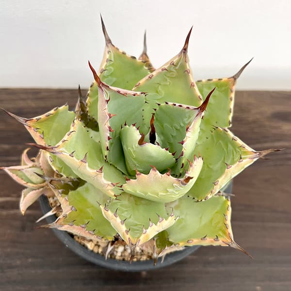 園芸ネット本店｜（わけあり特価）アガベ：ドラゴンスケイル 5号鉢植え