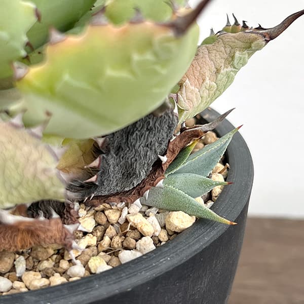 園芸ネット本店｜（わけあり特価）アガベ：ドラゴンスケイル 5号鉢植え