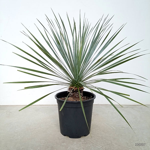 園芸ネット本店｜ユッカ：ロストラータ 8号23-02 の通販【公式】