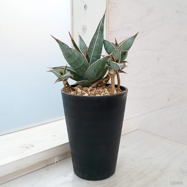 園芸ネット本店｜[ザ・ファームセレクト]サンセベリア：ピングイキュラ