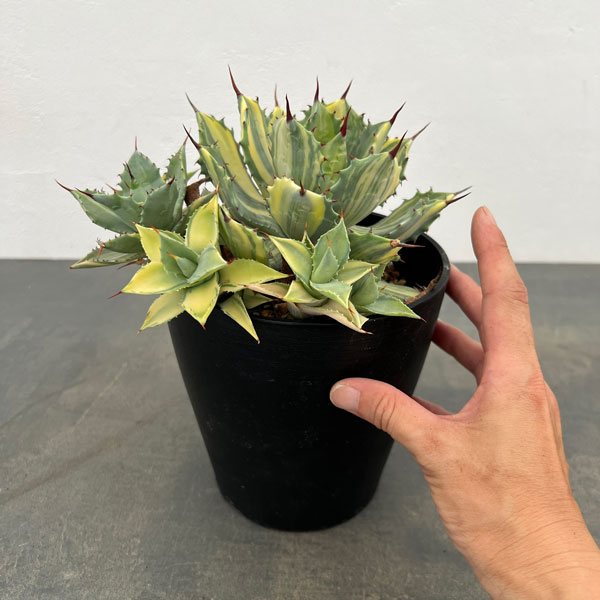 園芸ネット本店｜アガベ：ポタトラム 雷神錦黄中斑 5号鉢植え23-02 の