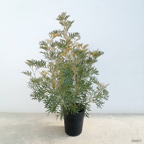 園芸ネット本店｜[ザ・ファームセレクト]グレビレア：ピーチズアンド