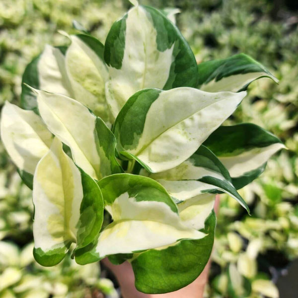 園芸ネット本店｜ポトス：おしゃれな3兄弟セット（グローバル