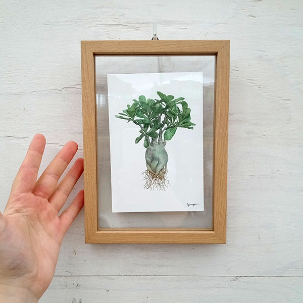 園芸ネット本店｜ボタニカルアート：アデニウム ガラスフレーム（幅