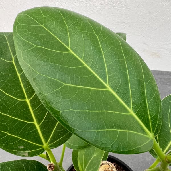 園芸ネット本店｜フィカス：ベンガレンシス オードリー 3.5号鉢植え