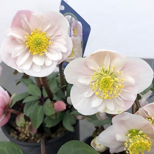 園芸ネット本店｜クリスマスローズ（原種系）：フルール ド ノエル