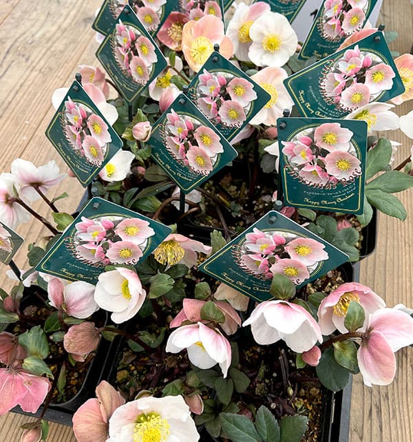 園芸ネット本店｜クリスマスローズ（原種系）：フルール ド ノエル