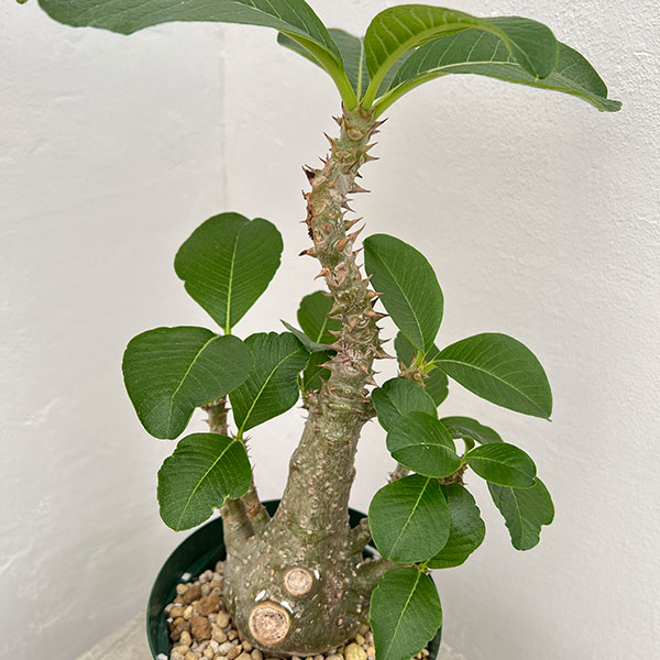 園芸ネット本店｜パキポディウム：ウィンゾリー（実生） 4号鉢植え23