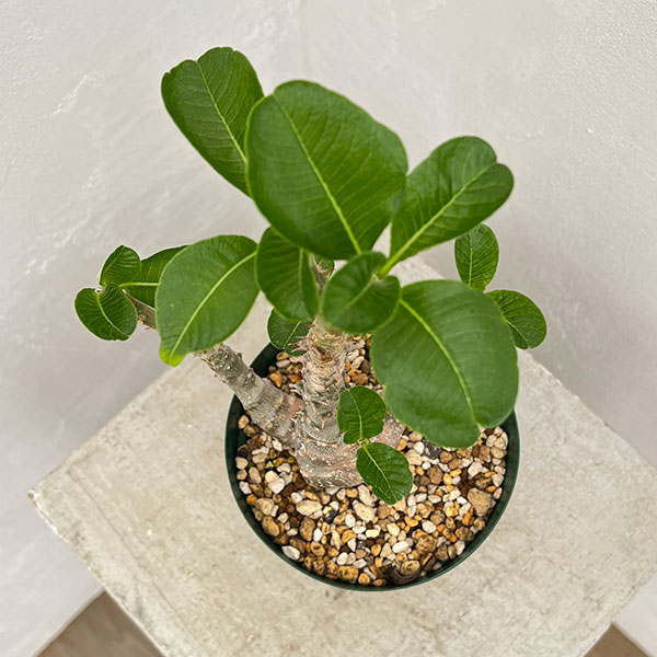 園芸ネット本店｜パキポディウム：ウィンゾリー（実生） 4号鉢植え23