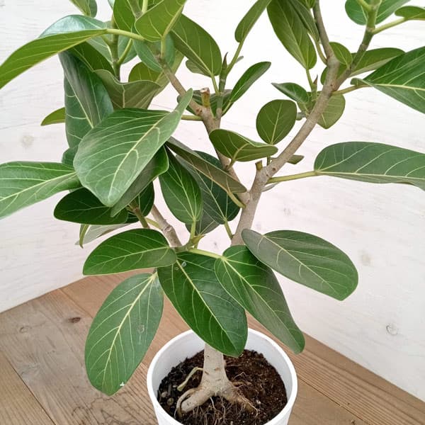 園芸ネット本店｜フィカス：ベンガレンシス オードリー 7号鉢植え の