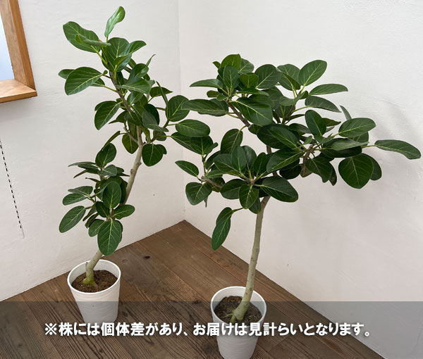 園芸ネット本店｜フィカス：ベンガレンシス オードリー 7号鉢植え の