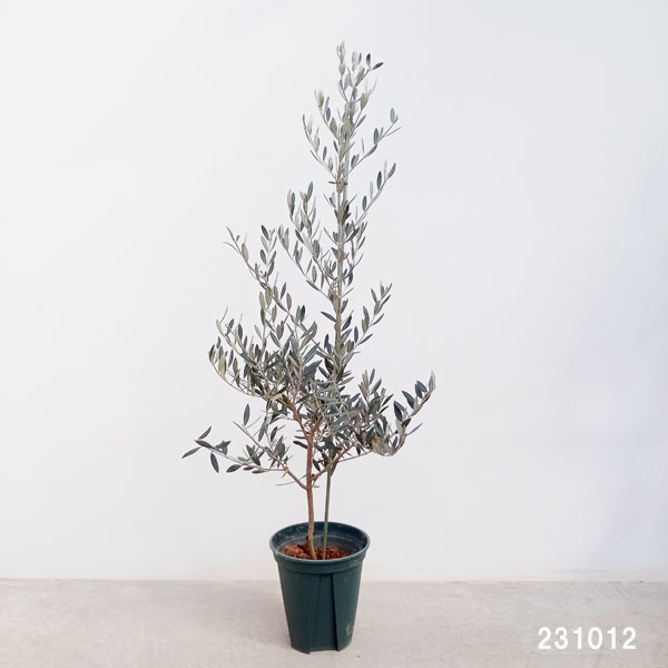 園芸ネット本店｜オリーブ：ピクアル 8号鉢植え の通販【公式】