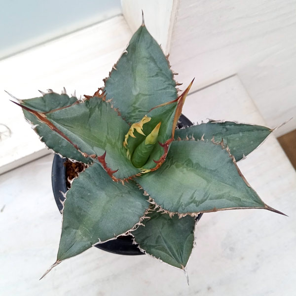 園芸ネット本店｜アガベ：オテロイ（チタノタ FO-076 エフオーゼロ