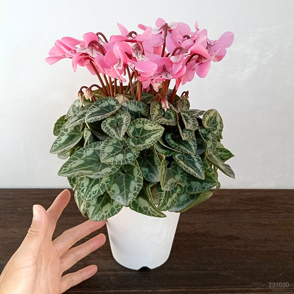 園芸ネット本店｜シクラメン：スーパージックス サーモンウィズアイ4号