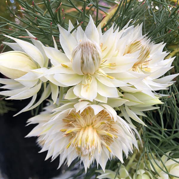 園芸ネット本店｜セルリア：ブラッシングブライド 5号鉢植え の通販